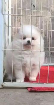 双血博美小公出售