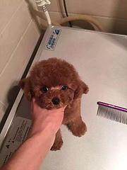 嘉兴哪有繁殖泰迪幼犬的，泰迪幼犬多少钱一只