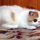 渭南哪里有卖纯种加菲猫的猫场基地，本地加菲猫价格