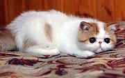 池州加菲猫养殖户◆加菲猫多少钱一个