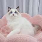 哪里有卖双色布偶猫的多少钱 布偶猫好养吗