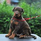 松原纯种比熊价位知名比熊犬舍
