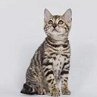 哪里有孟加拉豹猫卖的 孟加拉豹猫价格 孟加拉猫图片