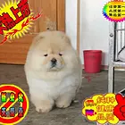 纯血统精品松狮幼犬多窝出售公母均有 签保障协议