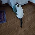 寻公猫给我家小猫咪配种