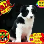 纯种高品质边牧幼犬出售 疫苗驱虫 保证健康可签协议