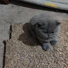 出售蓝猫