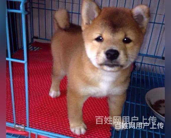昌吉哈士奇价格哈士奇多少钱一只的图片