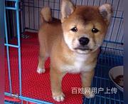 通辽哈士奇养殖基地哈士奇什么价位