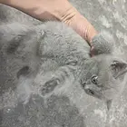 一个月蓝猫