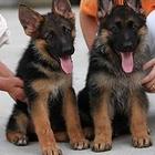 纯种德牧幼犬出售 驱虫疫苗已做好 全国送货上门