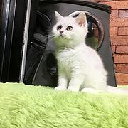 楚雄哪里有卖纯种银渐层的猫场基地，本地银渐层价格