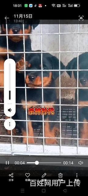 双血统德系罗威纳的图片