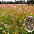 芜湖靠谱的波斯菊销售点