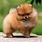 松原犬舍推荐-正规养殖茶杯犬的地方