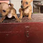 楚雄哪里有卖小鹿犬，小鹿犬市场价格
