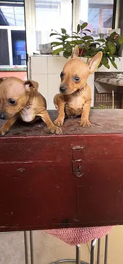 白山本地小鹿犬犬舍，本地小鹿犬在哪里