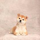 高端柴犬幼犬 血统认证保健康 当天付款包邮