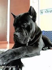玉溪本地卡斯罗犬舍，本地卡斯罗在哪里