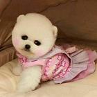 纯种哈多利博美犬 纯种球体白色博美幼犬供您选