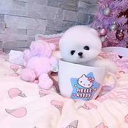 赛级博美 博美犬好养吗 博美多少钱 博美价格