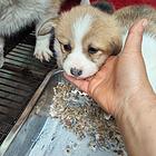 柯基犬