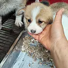柯基犬