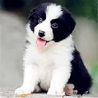 池州【*推荐】边牧犬舍‖边牧养殖场