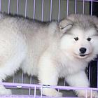 新乡【*推荐】阿拉斯加犬舍‖阿拉斯加养殖场