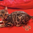 嘉兴出售纯种孟加拉豹猫 豹猫图片纯种豹猫多少钱