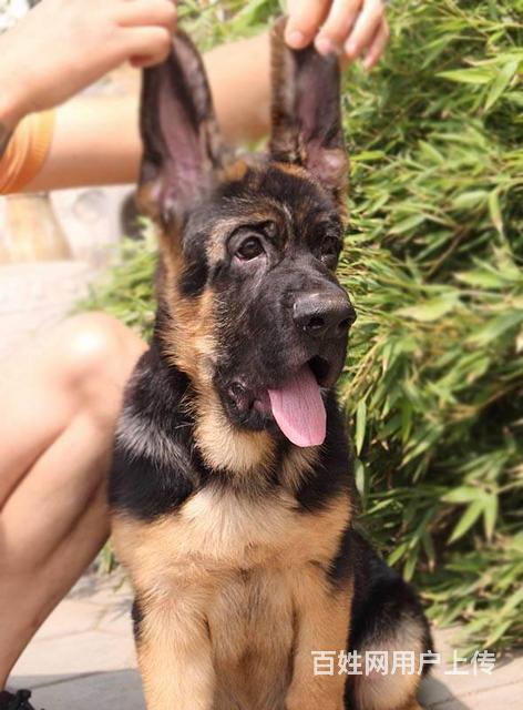 赛级双血统德国牧羊犬德牧北京正规实体犬舍锤系赛系全