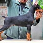 纯种血统德系杜宾幼犬 随时欢迎上门挑选