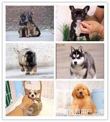 安康狗市场如何买到纯种狗的图片