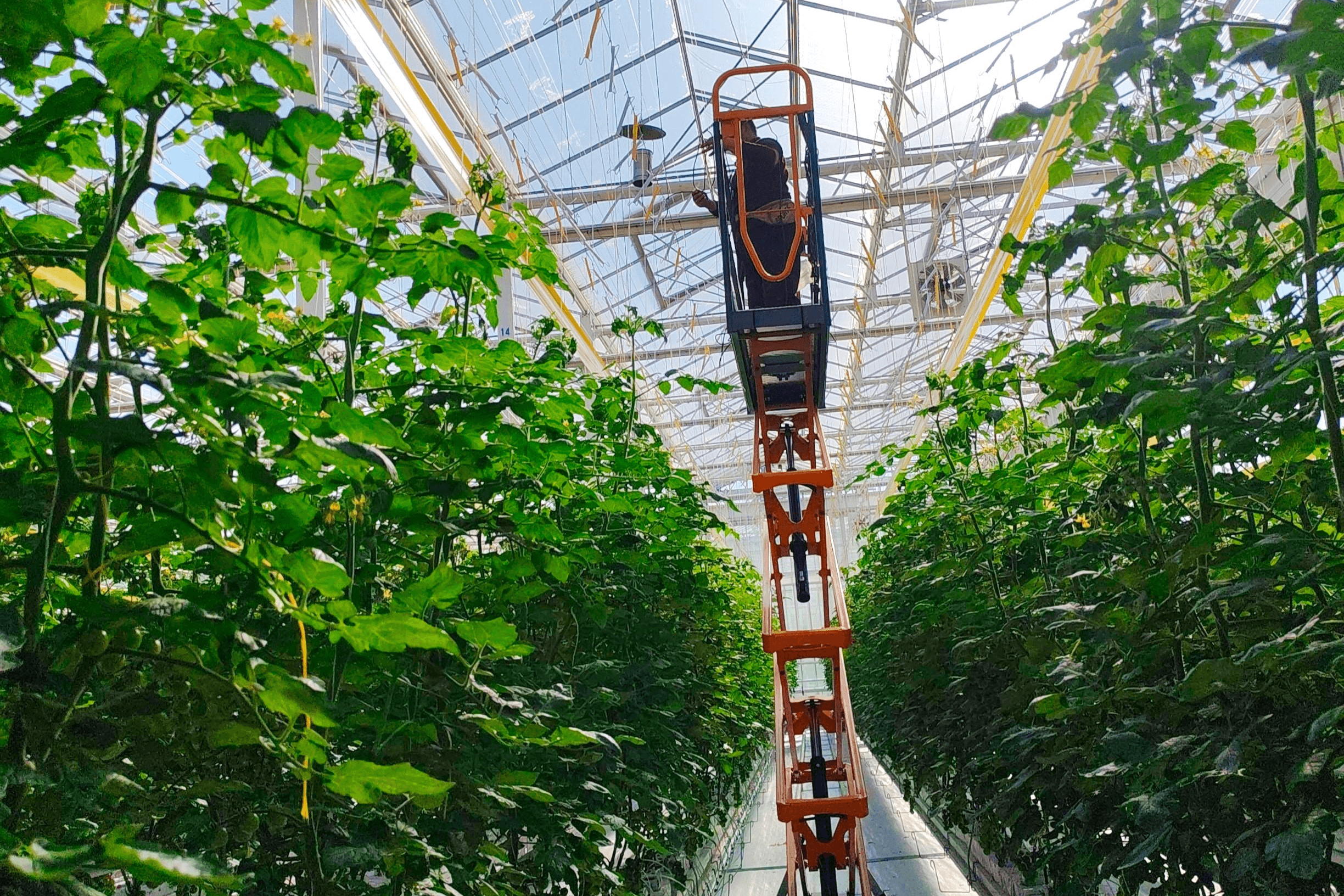 硫磺熏蒸器