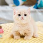 本地哪里有卖曼基康矮脚猫的 矮脚猫多少钱一只