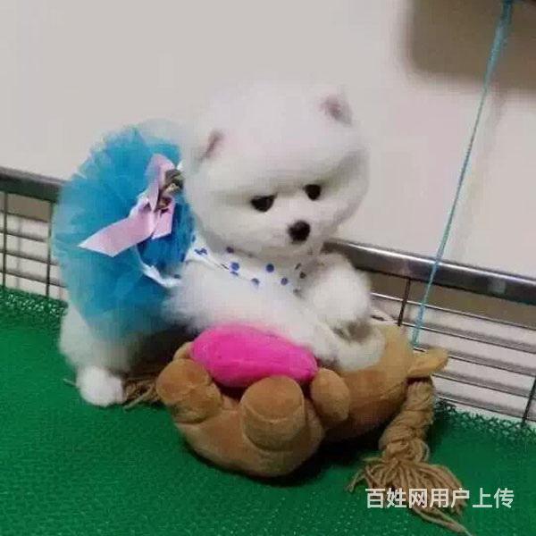 通辽卖茶杯犬的养殖场，养殖场茶杯犬一般卖多少钱的图片