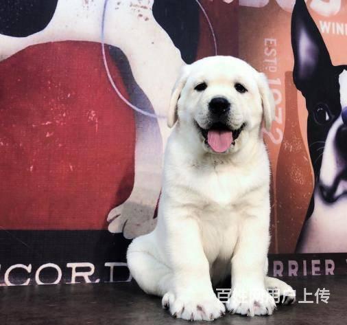 纯种拉布拉多犬出售赛级拉布拉多幼犬