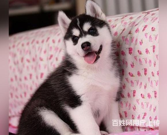 鸡西哪里可以买到精品哈士奇犬 哈士奇连锁店的图片