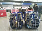 长葛宠物托运（猫咪狗狗）邮寄（承接所有活体运输）猫狗物流24