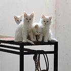 纯白缅因猫找新家