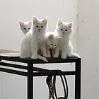 纯白缅因猫找新家
