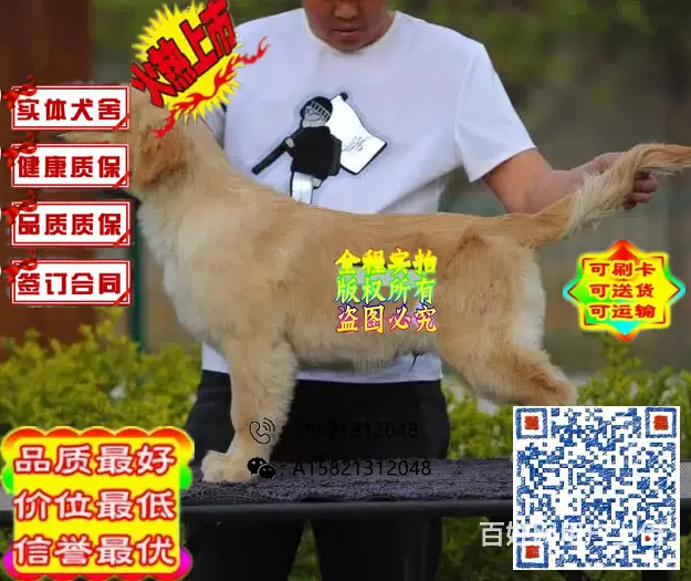 出售纯种大头金毛幼犬 健康有保障 可签购犬协议的图片