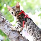 江西南昌纯血豹猫多少钱