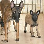 楚雄犬舍推荐-正规养殖马犬的地方