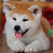 张掖哪有繁殖秋田犬幼犬的，秋田犬幼犬多少钱一只