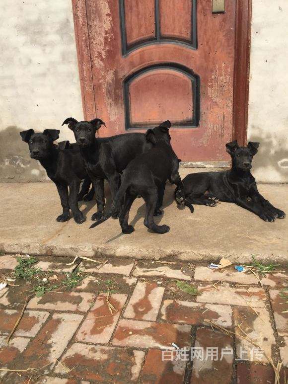 精品豹系黑狼犬出售 两三个月的黑狼幼崽 黑狼犬什么价格猛犬