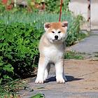 湘潭【*推荐】秋田犬舍‖秋田养殖场