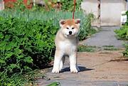 鞍山【十年老店】常年繁殖优质血统秋田幼犬