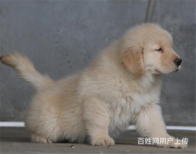 纯种健康金毛幼犬、品种齐全纯正血统 品质有保证的图片