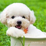 嘉兴泰迪犬价格哪里有狗场卖泰迪